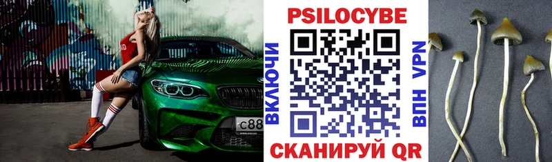 Галлюциногенные грибы Psilocybe  Красный Холм 